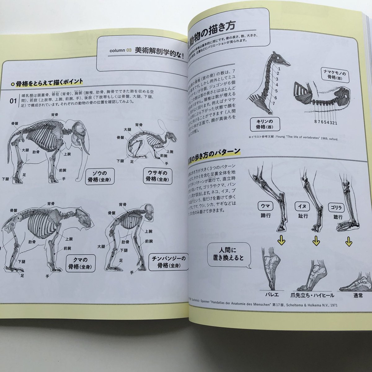 伊豆の美術解剖学者 内藤貞夫 動物を描こう 玄光社 に動物解剖学のコラムを書かせていただきました 黄色い縁取りのページ 動物スケッチの入門書とのことで 動物の美術解剖学に触れるきっかけになっていただけたら幸いです