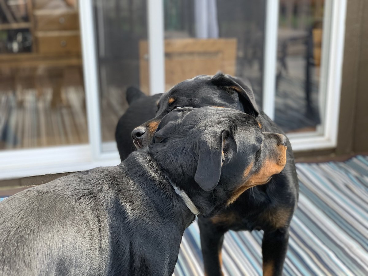 mrschewyb's tweet photo. @libpincher My 5 month old Rottie with his brother. This was the first visit since he moved in with his new family 3 months ago 🥰 https://t.co/D2p3RB4vuc