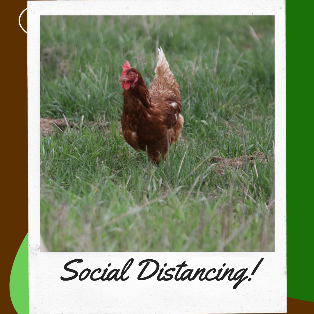 OrganickP's tweet photo. This girl was social distancing out in the pasture! https://t.co/llWak6Pfvq