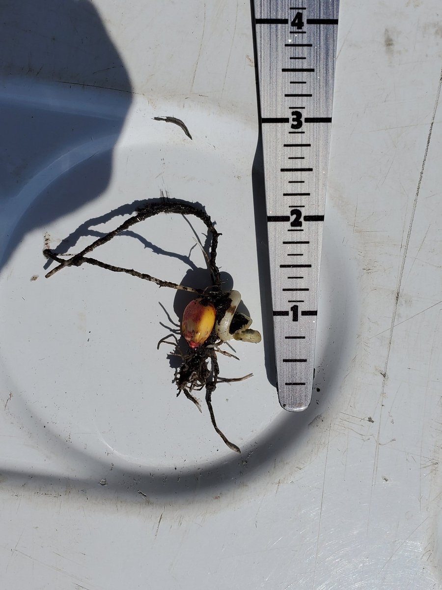 Mitch Agre- Agre Farms Seed & Ag tweet media