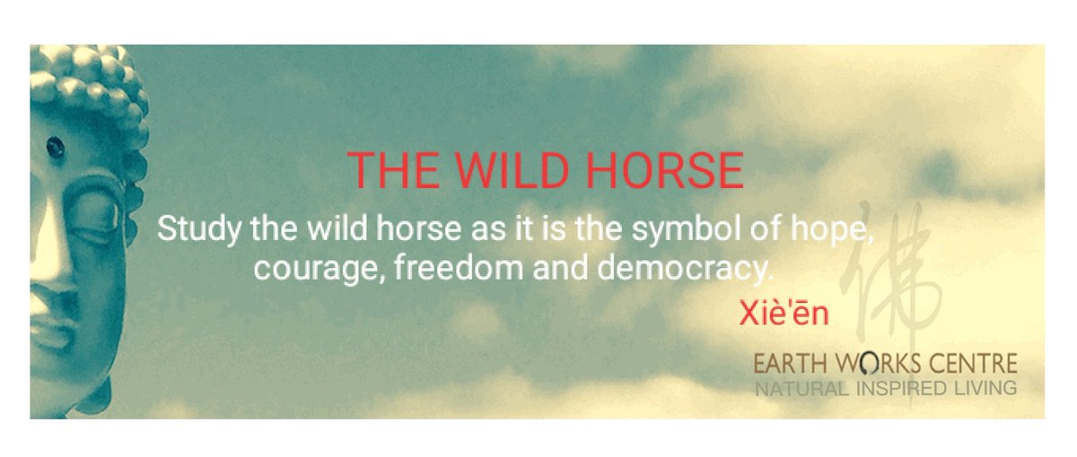 FiveMeditation's tweet photo. #wildhorses #brumby #horselife #brumbylivesmatter Stop the Victorian Wild horse cull. 
Facebook @brumbiesmatter https://t.co/QKRuRF1fXz