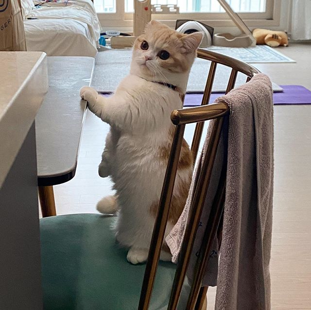 ` . ♡ มัมหมีน้องรูล ·° tweet media
