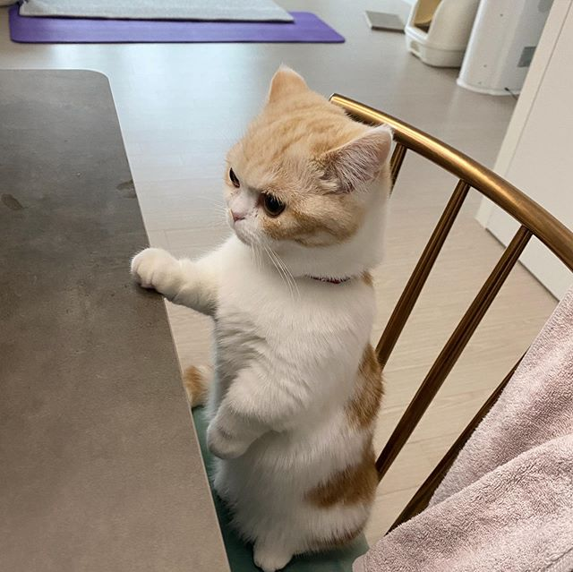 ` . ♡ มัมหมีน้องรูล ·° tweet media