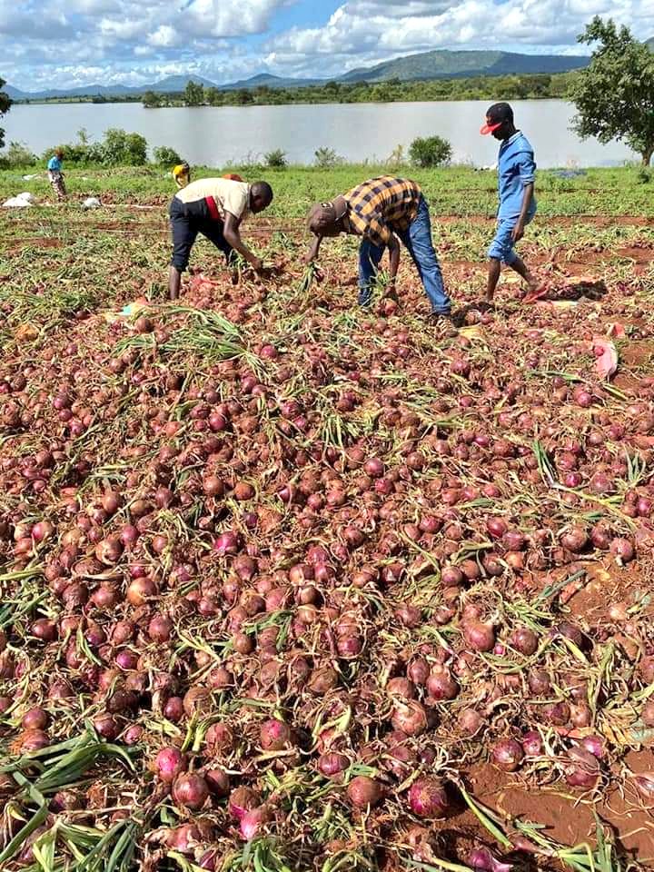 IrriHub's tweet photo. Finally the onion harvest came through at the right time!

#KenyaVsTanzania #COVID19 #ZeroHunger #KOTLoyals https://t.co/9MGBaSGQWX