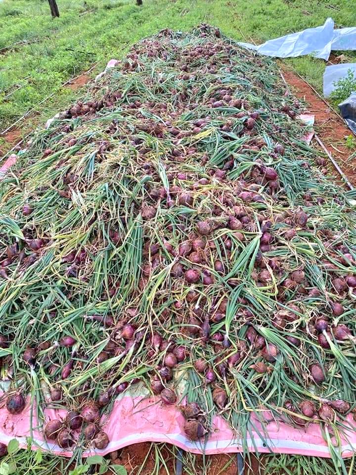 IrriHub's tweet photo. Finally the onion harvest came through at the right time!

#KenyaVsTanzania #COVID19 #ZeroHunger #KOTLoyals https://t.co/9MGBaSGQWX