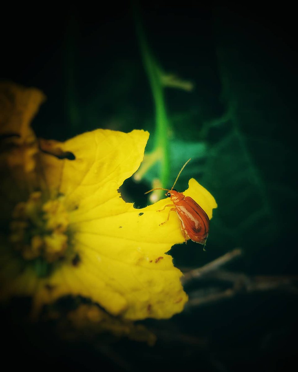 theankeshkumar's tweet photo. Some of my macro shots by poco F1.@IndiaPOCO @cmanmohan @POCOGlobal @techstarsrk https://t.co/ntle5p23vE