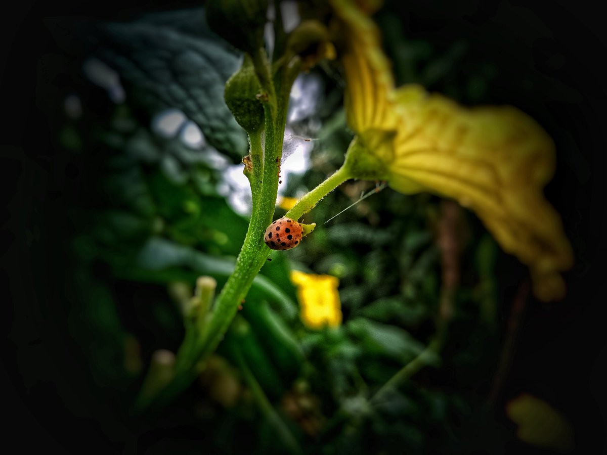 theankeshkumar's tweet photo. Some of my macro shots by poco F1.@IndiaPOCO @cmanmohan @POCOGlobal @techstarsrk https://t.co/ntle5p23vE