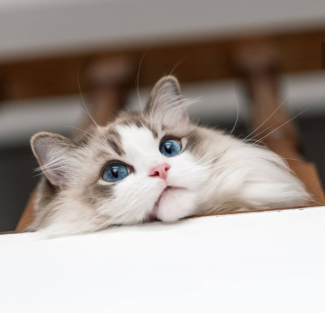 hendery as ragdolls 🐱 tweet media