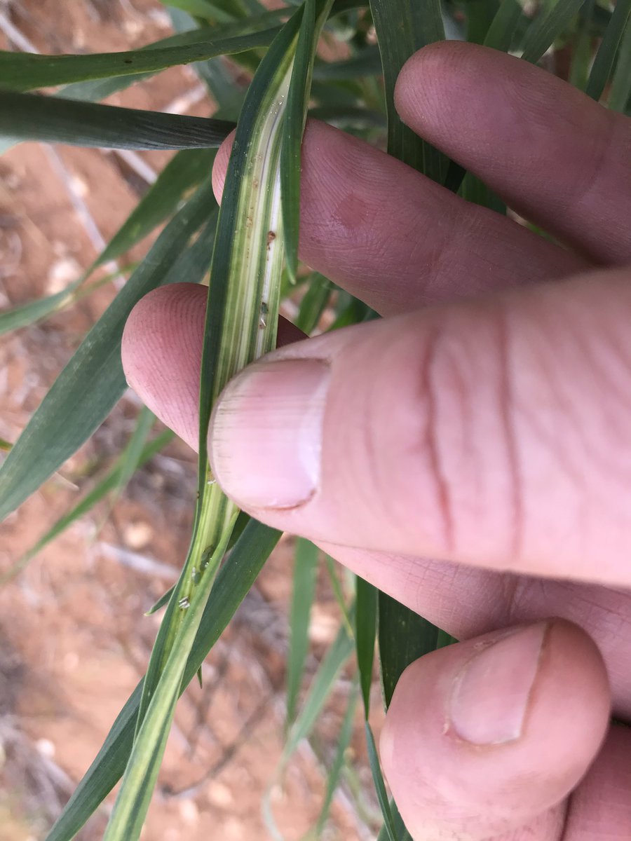 Our little Russian mates are out and about again found these Loxton East #smartfarmer #EldersAg