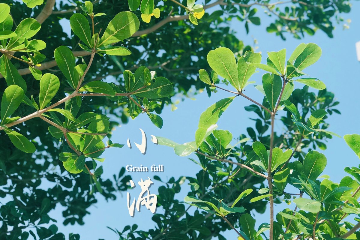 UM_1981's tweet photo. Today is #Grainfull, the 8th 24 solar terms in a year that marks the increase in temperature and #rainfall. Bring an #umbrella with you as it can help shelter us from both the rain and the sun's rays. 🌦🌂
#UMCampus #UM #universityofmacau #Grainbuds #Xiaoman https://t.co/KMs5XmqA0Q