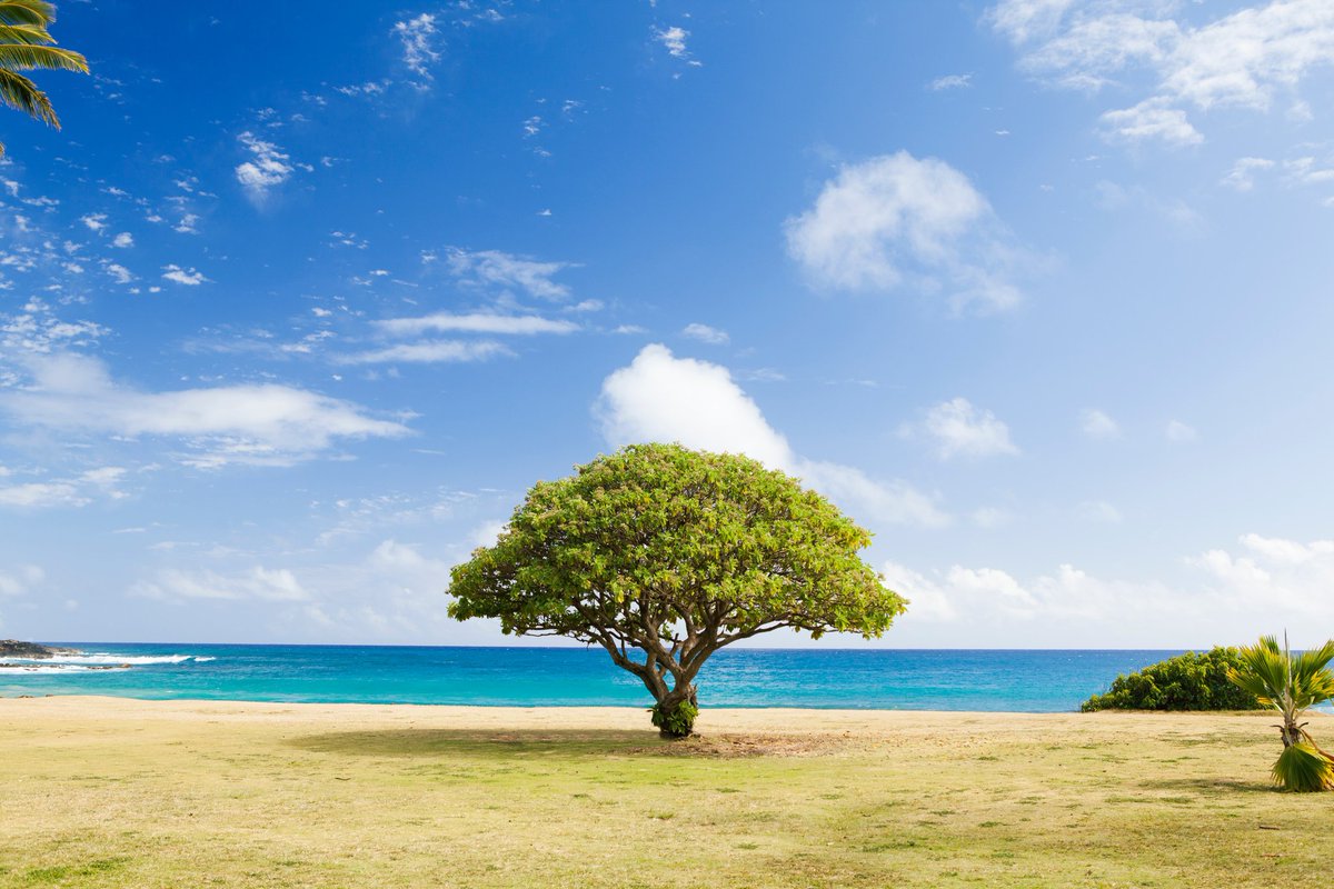 ZoharMexico's tweet photo. Todo, cada semilla, germina en un árbol. Todo pensamiento, aunque sea pequeño, al final se manifiesta. #Bamidbar #Zóhar #Kabbalah #Transformación https://t.co/0tn2IqyBZd