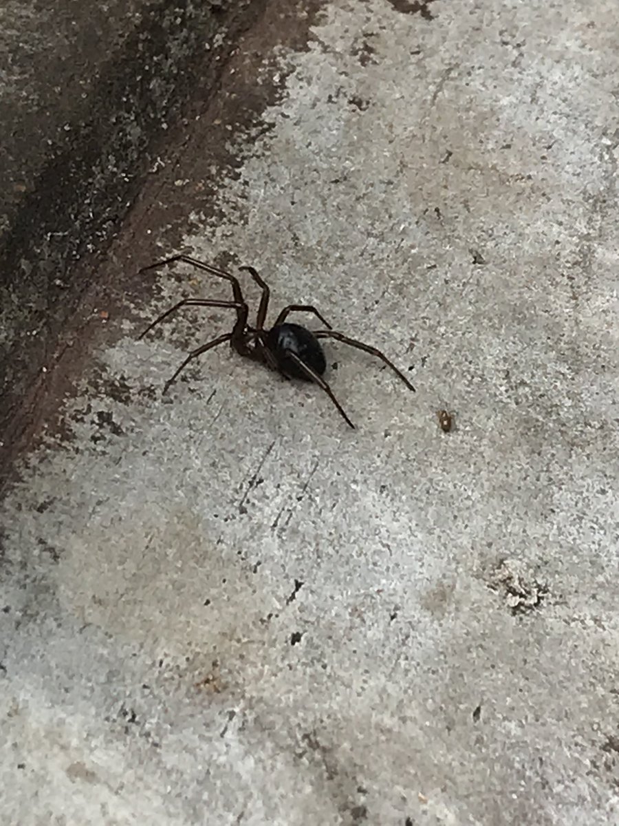 alexcovelli's tweet photo. @Arachno_Cosas me puedes decir qué araña es?! https://t.co/l7uiPRua7O
