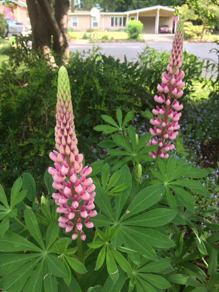 artkitty's tweet photo. Garden blooms 🌱 https://t.co/55j1C288iC
