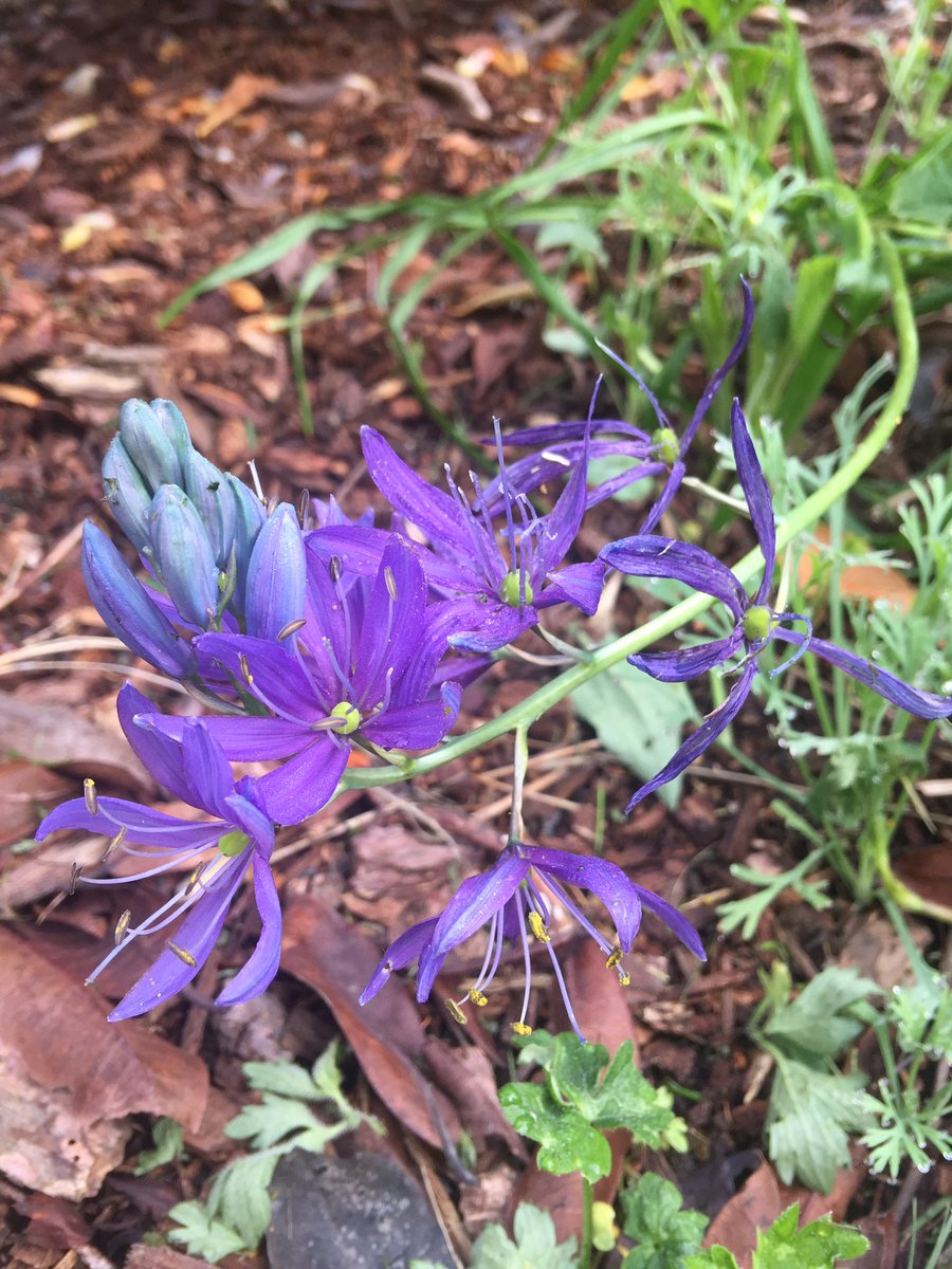 artkitty's tweet photo. Garden blooms 🌱 https://t.co/55j1C288iC