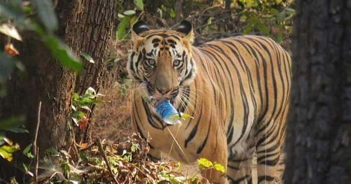 RsRanthambhore's tweet photo. #प्लास्टिक पर्यावरण और #प्रकृति के लिए ही नहीं अपितु जीव जंतुओं के लिए भी #हानिकारक है। यदि कोई #जानवर इसे खा ले तो उसकी मृत्यु भी हो सकती है....!

 #इसलिए_प्लास्टिक_को_ना_कहे!

#SayNoToPlastic

#मिशनबीटप्लास्टिकरणथम्भोरअभियान 

#SaveTigers
#SaveForestwildlife https://t.co/sw4WtrNvM6