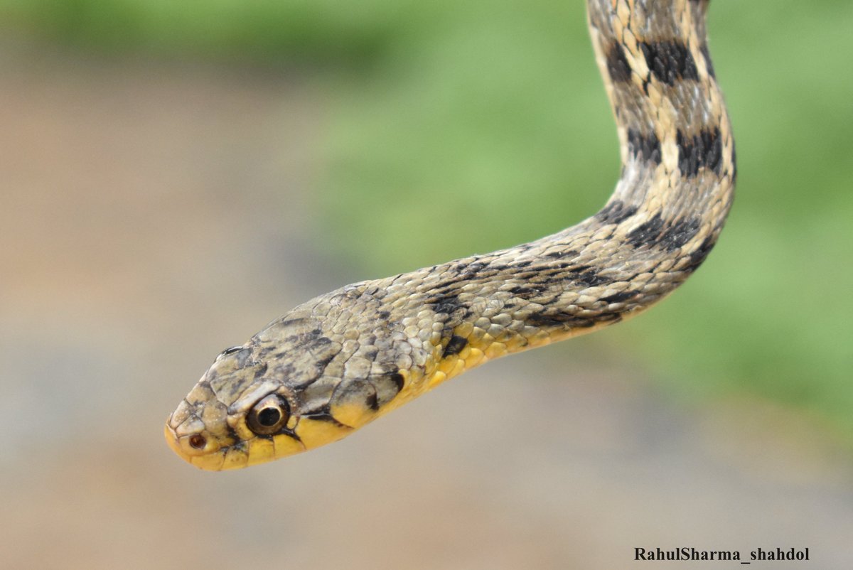 Buff striped keelback AMPHIESMA STOLATUM
#NaturePhotography  #wildlifephotography  #snakesOfMadhyaPradesh #naturelovers  #wildlifeRescue

@ArpitForest  @PradeepMishraMP