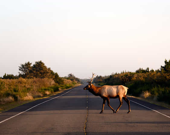 Roosevelt Bull Elk. by Tanner Wendell Stewart dlvr.it/RX025n