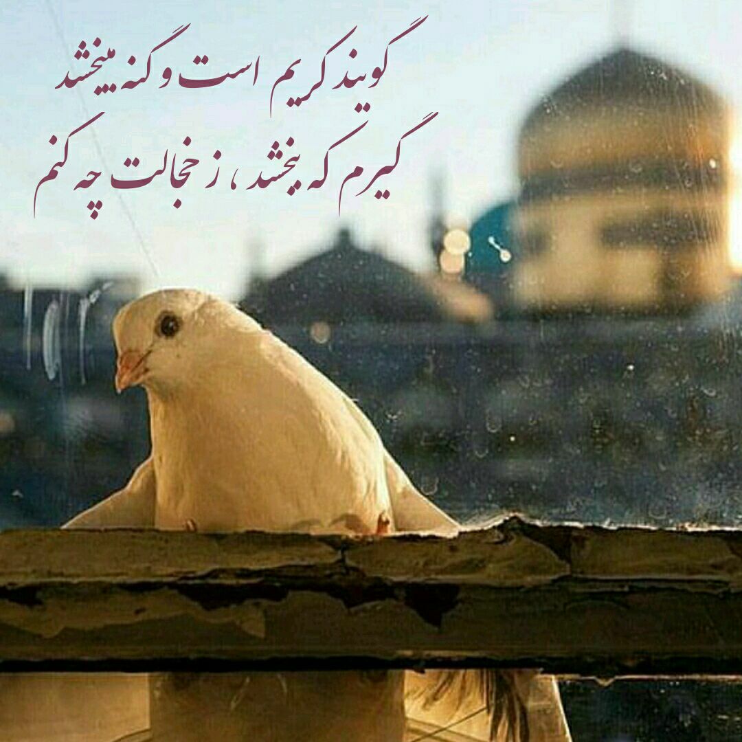 hamidalimi5's tweet photo. https://t.co/4rSKSxX7FR