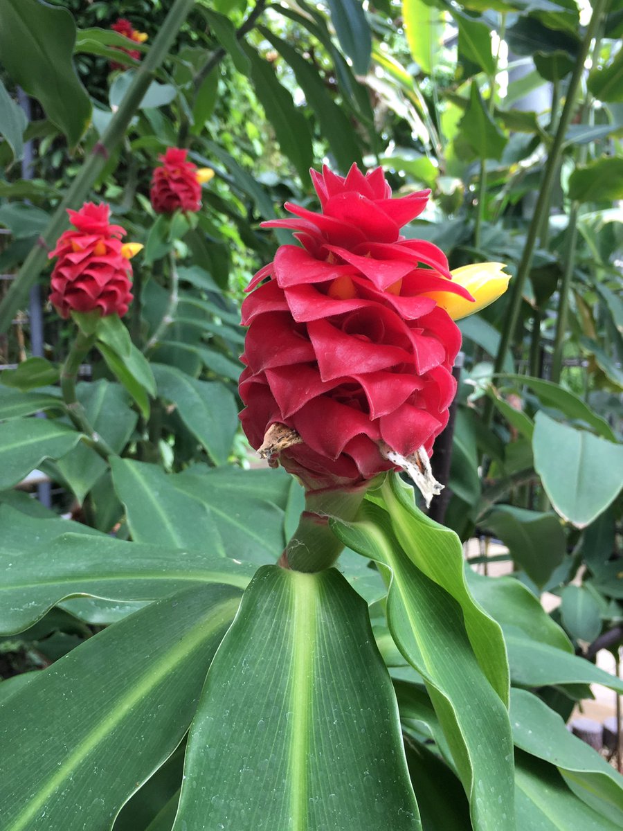 ট ইট র 咲くやこの花館 長いくちばしのずんぐりとした赤い鳥のようなコスツス バルバツスの赤い部分は苞で黄色の部分が花 この苞と花の表面と葉裏は毛羽立っていて ベルベットのような肌触りがとっても気持ちいいです 咲くやこの花館 エア植物園 エア ট ইট র 咲くやこの花館 長いくちばしのずんぐりとした赤い鳥のようなコスツス バルバツスの赤い部分は苞で黄色の部分が花 この苞と花の表面と葉裏は毛羽立っていて ベルベットのような肌触りがとっても気持ちいいです 咲くやこの花館 エア植物園 エア