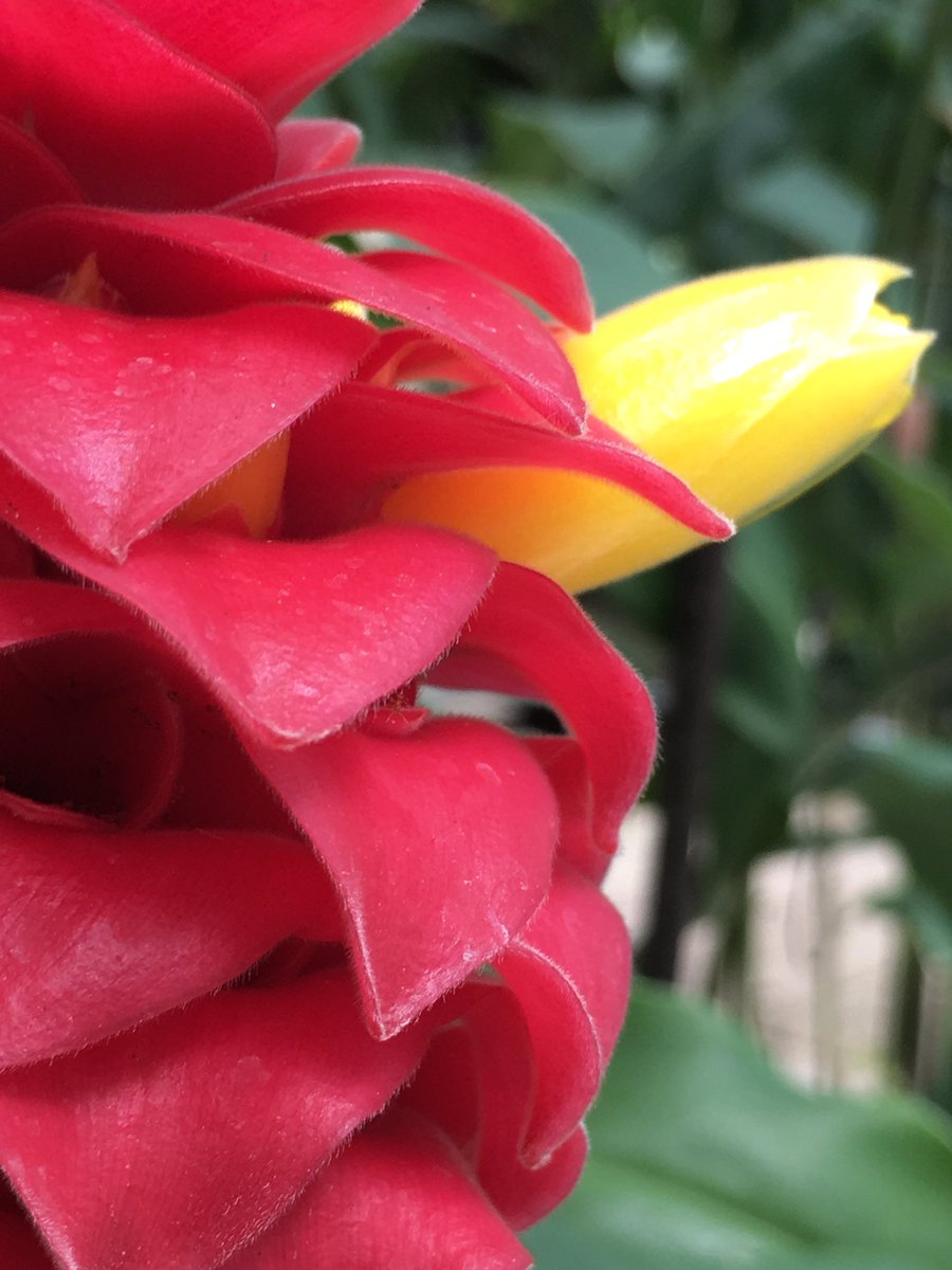 ট ইট র 咲くやこの花館 長いくちばしのずんぐりとした赤い鳥のようなコスツス バルバツスの赤い部分は苞で黄色の部分が花 この苞と花の表面と葉裏は毛羽立っていて ベルベットのような肌触りがとっても気持ちいいです 咲くやこの花館 エア植物園 エア ট ইট র 咲くやこの花館 長いくちばしのずんぐりとした赤い鳥のようなコスツス バルバツスの赤い部分は苞で黄色の部分が花 この苞と花の表面と葉裏は毛羽立っていて ベルベットのような肌触りがとっても気持ちいいです 咲くやこの花館 エア植物園 エア