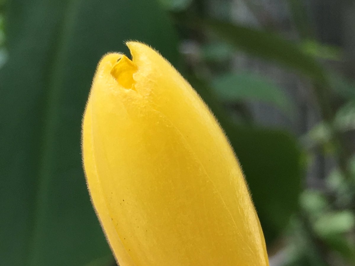 ট ইট র 咲くやこの花館 長いくちばしのずんぐりとした赤い鳥のようなコスツス バルバツスの赤い部分は苞で黄色の部分が花 この苞と花の表面と葉裏は毛羽立っていて ベルベットのような肌触りがとっても気持ちいいです 咲くやこの花館 エア植物園 エア