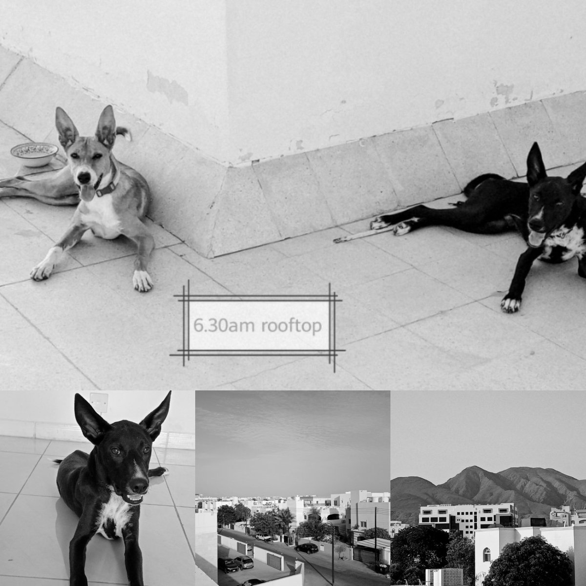 rhicam18's tweet photo. "Life becomes more meaningful when you realise you never get the same moment twice."
#wadidogsoman #wadidogs #dogsduringlockdown #dogrescuemuscat #dogfoster https://t.co/leriKLsDAy