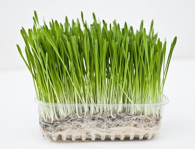 LtdQbb's tweet photo. When barleyleaves are 12-14 inch, they inhabit all the vitamins, minerals, protiens and chlorophyll. And they ready to serve in powder.
With these amazing health benefits they boost our immune system and make us energetic whole day. 
#superfood
#superfoodexporter #organic https://t.co/Ccn3MQFwMo