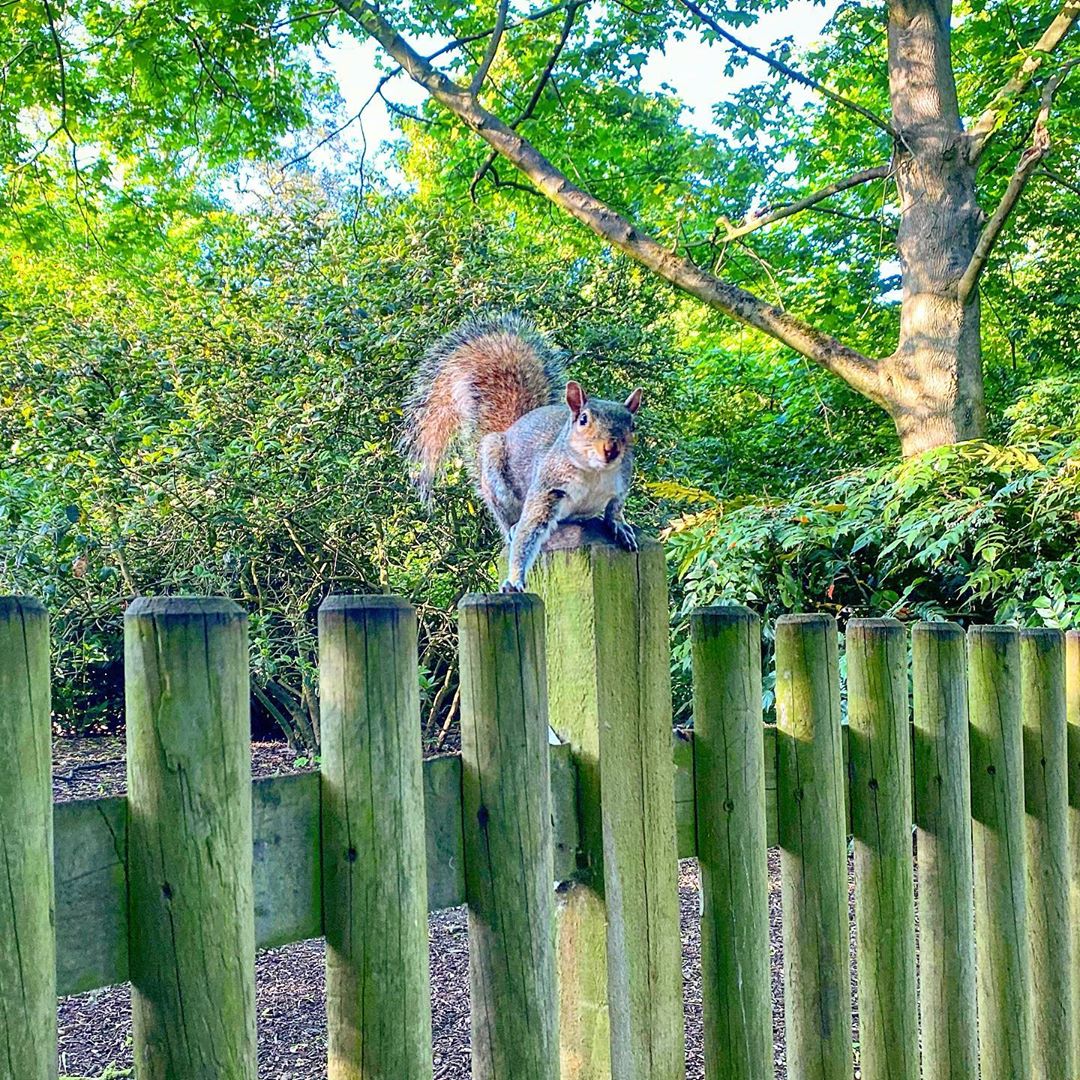 djcasanova3's tweet photo. A squrial was staring at me .. when I went closer to him he climbed up a tree and acted a bit nutty.
#UnlimitedExercise #squrial #nutjoke #nutty https://t.co/PsZbYI5IPn