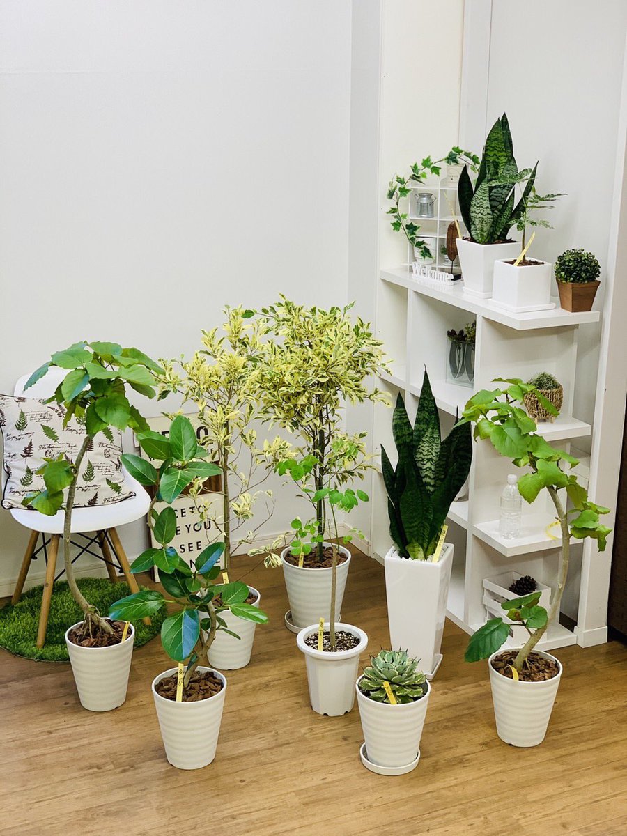 観葉植物のお店 E Ran 5月日入荷の植物達です 今日は大集合だったので二手に分かれて写真撮ってます モリンガ 斑入りガジュマル フィカス ウンベラータ フィカス ベンガレンシス サンスベリア ゼラニカコンパクタ パキラ ミルキーウェイ 観葉植物のお店 E Ran 5月日入荷の植物達です 今日は大集合だったので二手に分かれて写真撮ってます モリンガ 斑入りガジュマル フィカス ウンベラータ フィカス ベンガレンシス サンスベリア ゼラニカコンパクタ パキラ ミルキーウェイ
