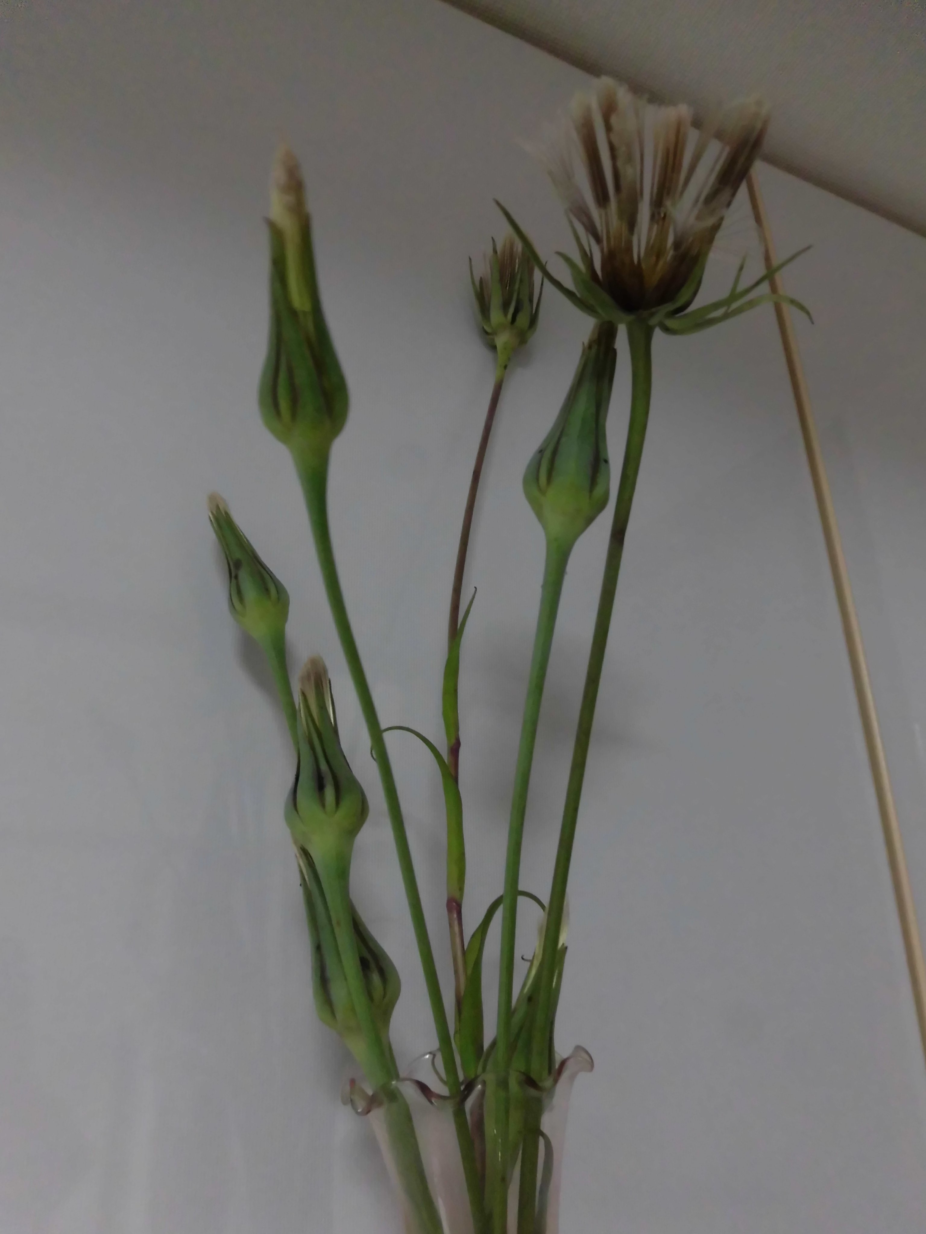 西洋ごぼう Twitter Search Twitter