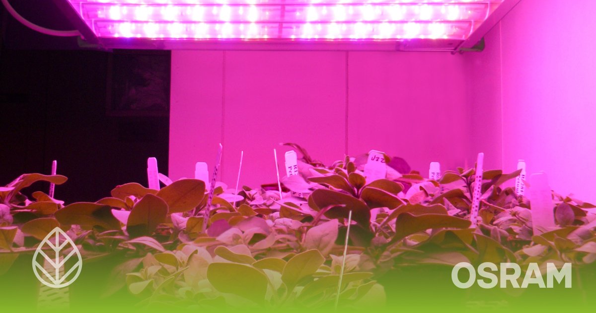 amsOSRAM's tweet photo. Alexander Wilm and his colleagues at #TheNewOSRAM bring #horticulture lighting to the next level. Regardless of weather, season or time of day, high power #LEDs help plants to grow even more efficiently: https://t.co/CsLOlmM9q7 https://t.co/SrgPehOFNK