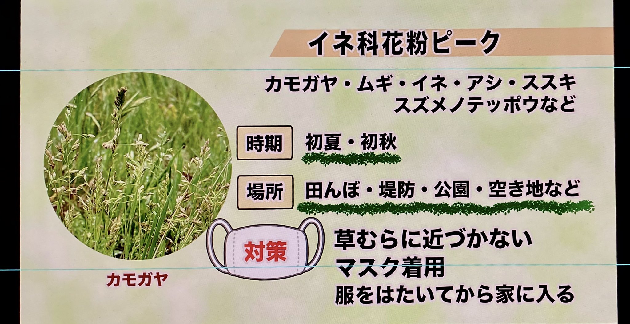 蓬莱大介 いま花粉症の症状出てません イネ科の花粉かも 花粉 T Co Jtgymfyzee Twitter