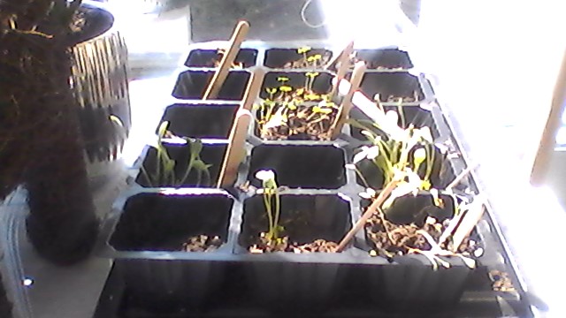 OABLJ's tweet photo. Amirah (Year 6) has been very busy learning Spanish, making papier-mâché globes, researching countries for her #Oddizzi project and planting basil, thyme and dahlias! https://t.co/W64SjlQcm3