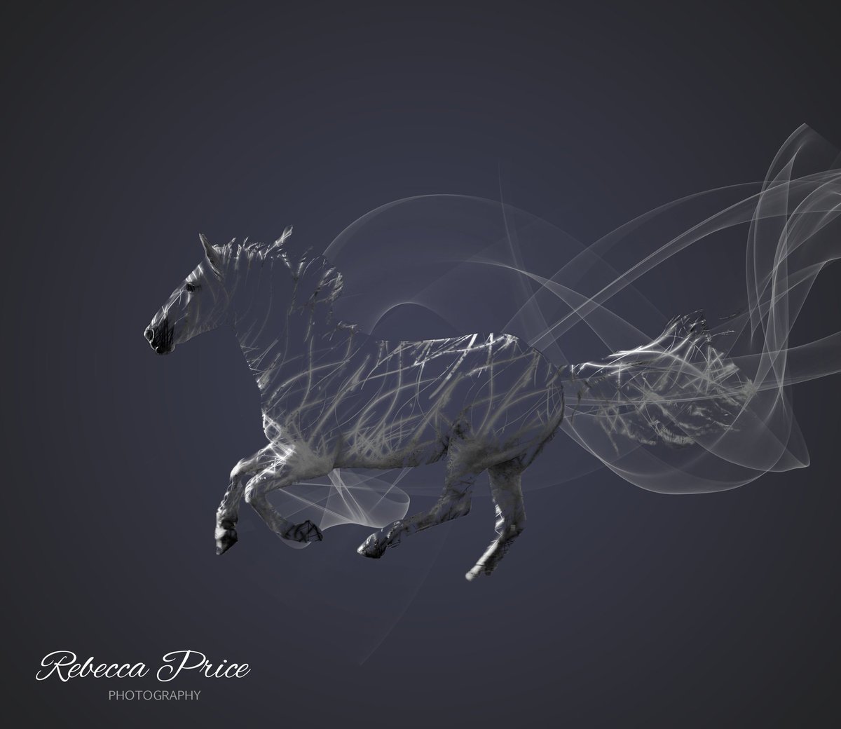 Rebecca Price Photography tweet media
