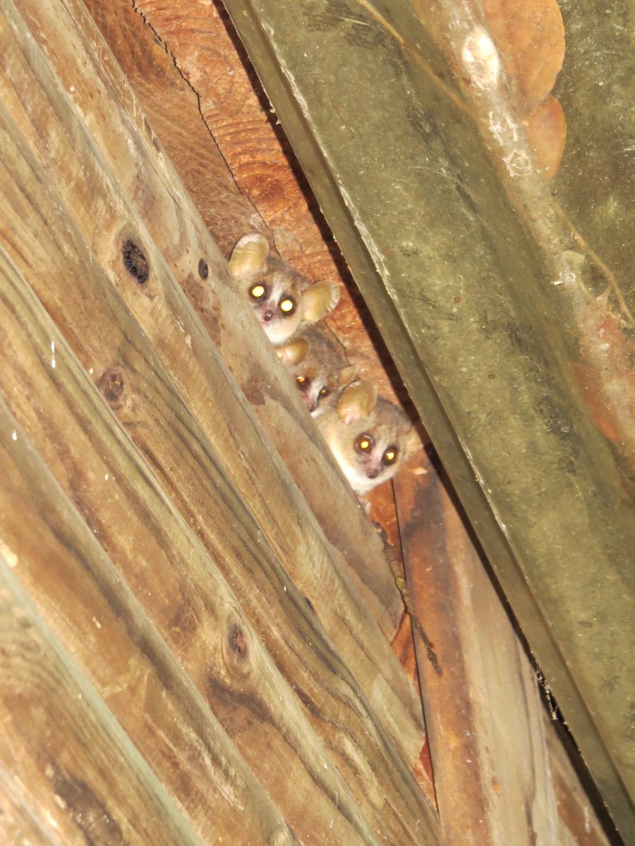 kathryn_scoobs's tweet photo. Is it normal to find #MouseLemurs living in the roof??
#Microcebus #Lemur #Lemurlove #Madagascar #fieldwork https://t.co/OO0XwDzoaJ