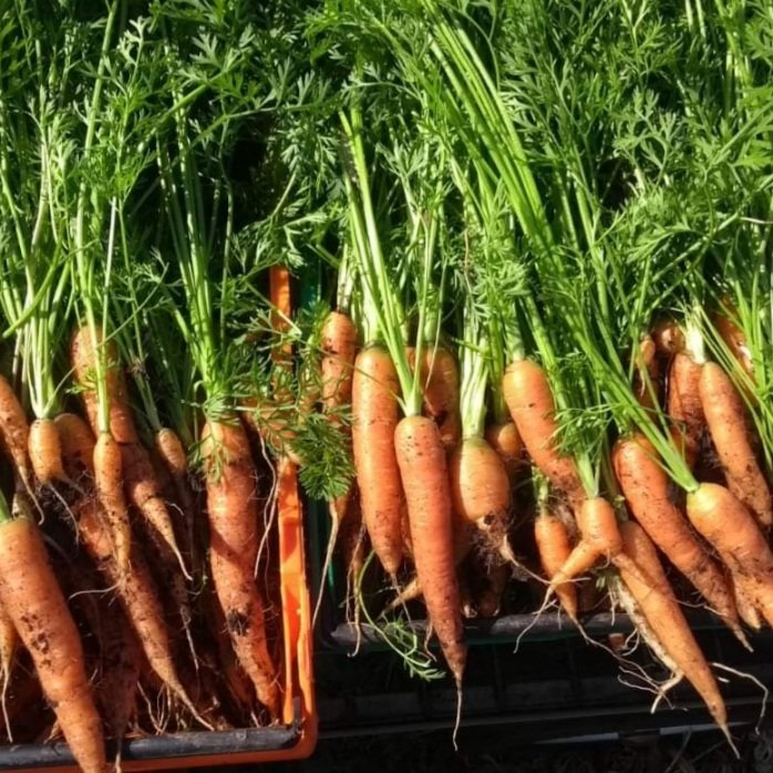 Veg detector says we've struck  gold! 😁😁😁
Watch out for these beauties in the shares this week.