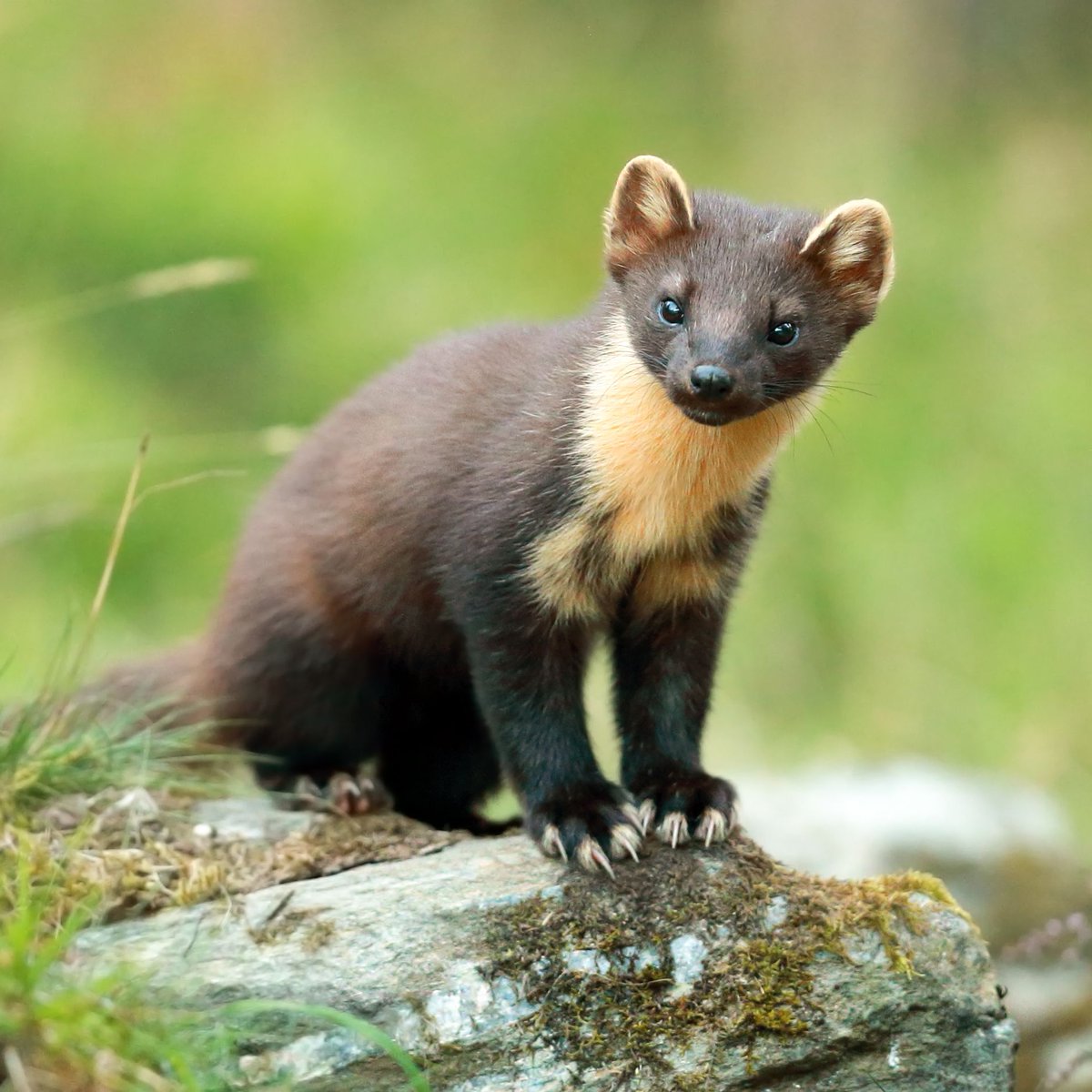 N_T_S's tweet photo. 🏆SCOTTISH ANIMAL WORLD CUP🏆 Round 2: Match 6
GOLDEN EAGLE vs PINE MARTEN
Vote for your favourite in the poll below ⬇️
#ScottishAnimalWorldCup #ForTheLoveOfScotland https://t.co/aCp0eCuLUo