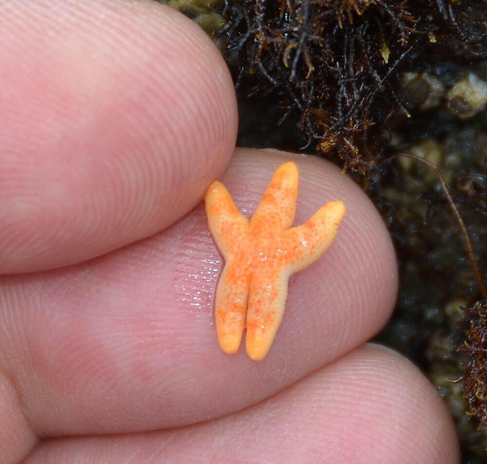 Namjoon this tiny starfish is saying hi and cheering you on  @BTS_twt we miss you