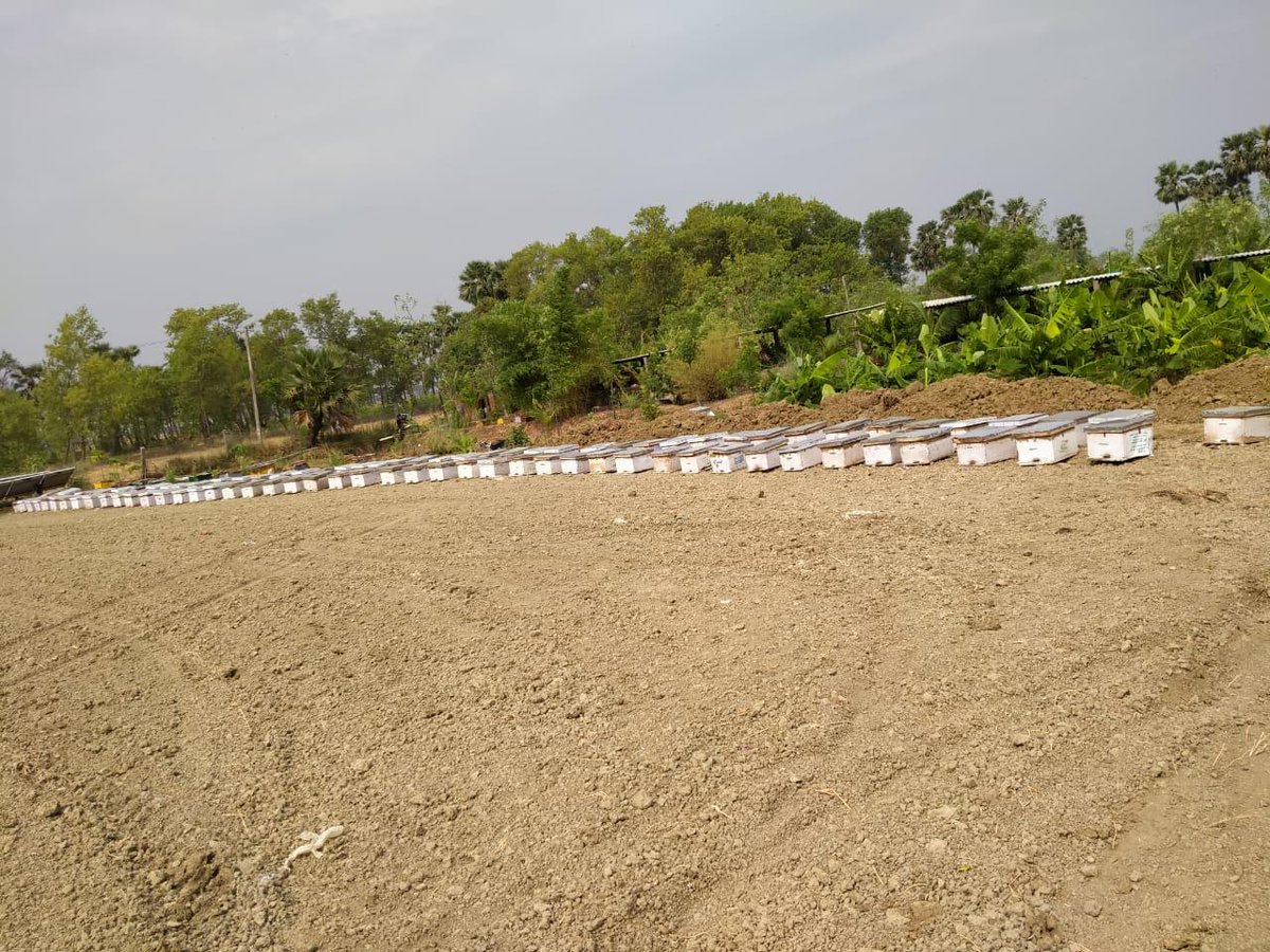 sumarthkendra's tweet photo. Today is World Bee day! On this occasion we are doubling our capacity of #Bee boxes and adding 1 more #acre of #Moringa Farm at Sumarth Kendra, Bargawn.
 #bihar #agriculture  #localfood #farmersincom  #rurallivelihood #beekeeping #honey #kewal #deshkacultureagriculture #sumarth https://t.co/lJKswxa4SC