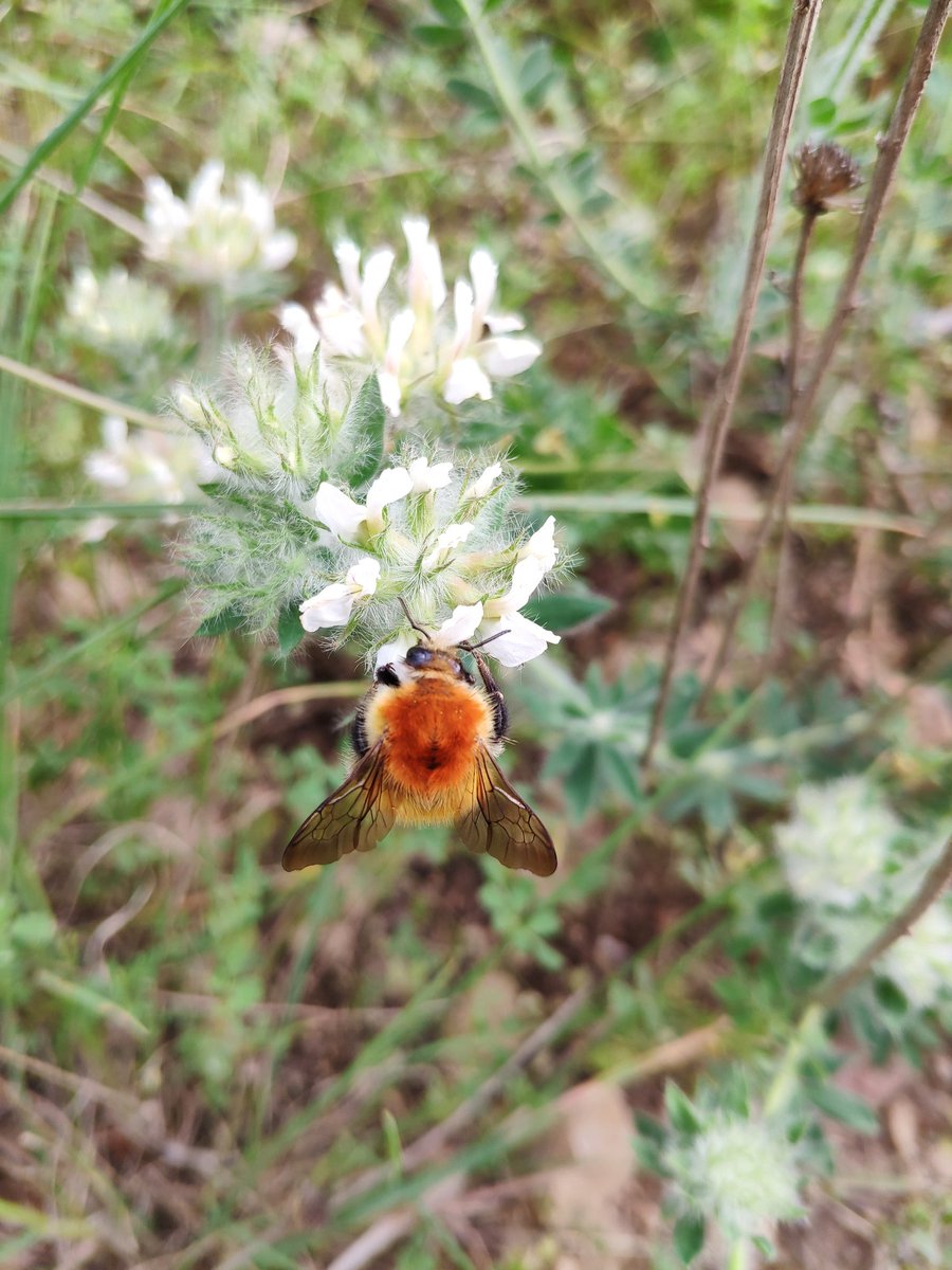 🐝🔭#veigpolinitzadors <a href="/CREAF_ecologia/">CREAF</a>  #WorldBeeDay
