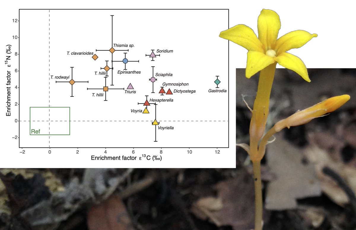 Proud of our recently published paper in  @JEcology on stable isotope composition of mycoheterotrophic plants living on arbuscular mycorrhizal fungi. On what??? Here's a thread   @Naturalis_Sci  @IBED_UvA  @bay_ceer  #mycoheterotrophy