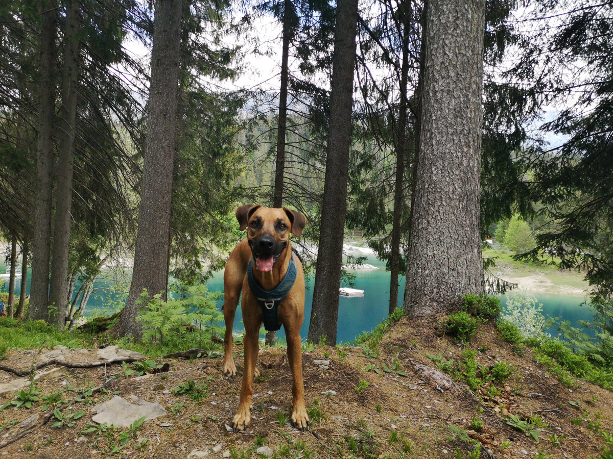 Dog_Ridgeback's tweet photo. ❤️ Tagesausflug #Caumasee https://t.co/nDuluVlOxw