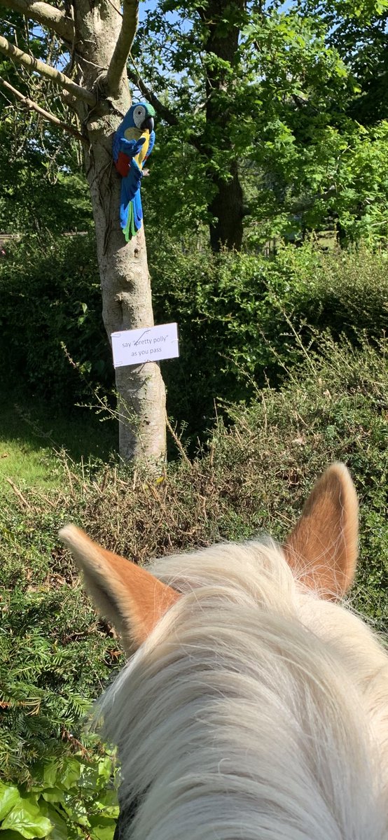 Reo21Rose's tweet photo. First ride out in weeks and we find ourselves a #parrot. #countryliving #Haflinger https://t.co/9bhJTsosCf