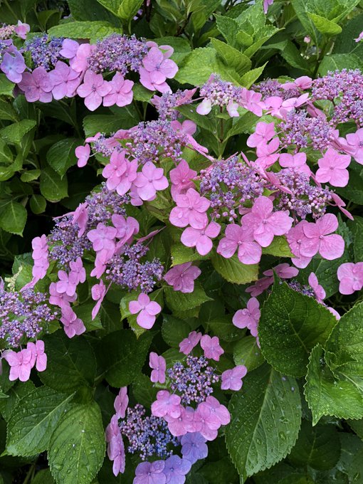 特に意味も無くお花の画像をアップしてあなたのタイムラインをお花畑にするのtwitterイラスト検索結果 特に意味も無くお花の画像をアップしてあなたのタイムラインをお花畑にするのtwitterイラスト検索結果