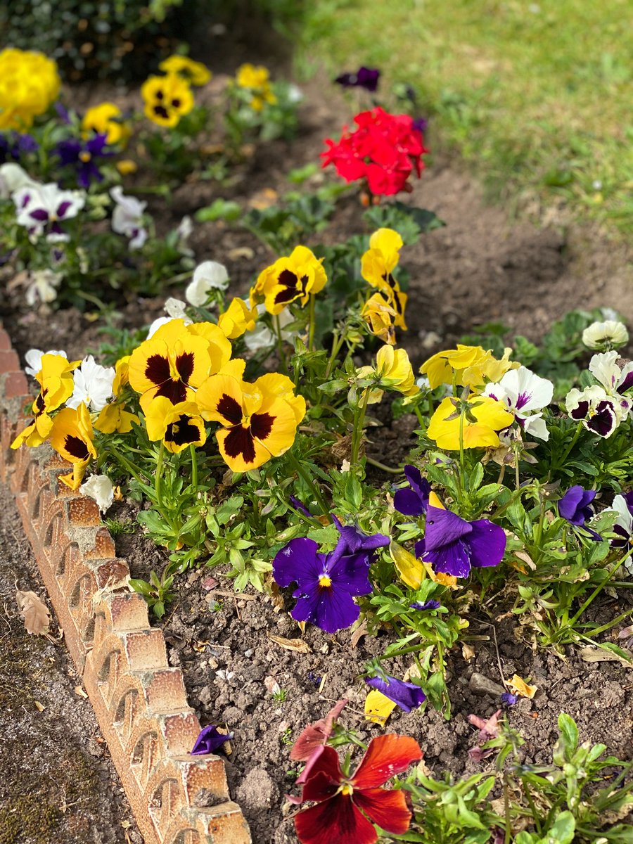 The Chelsea Flower show may only be a virtual event this year but Sara has been hard at work making sure our flowers are in tip-top shape for the coming summer months. Wishing everyone a safe summer😊 #BoostTorbay #newtonabbot #Devonhour