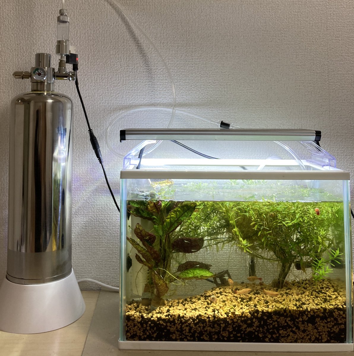 超熱 シルボンada水草 D601 Pro ジェネレーターボンベ Co2 アクアリウム 魚用品 水草 Www Colegionewlands Com Ar