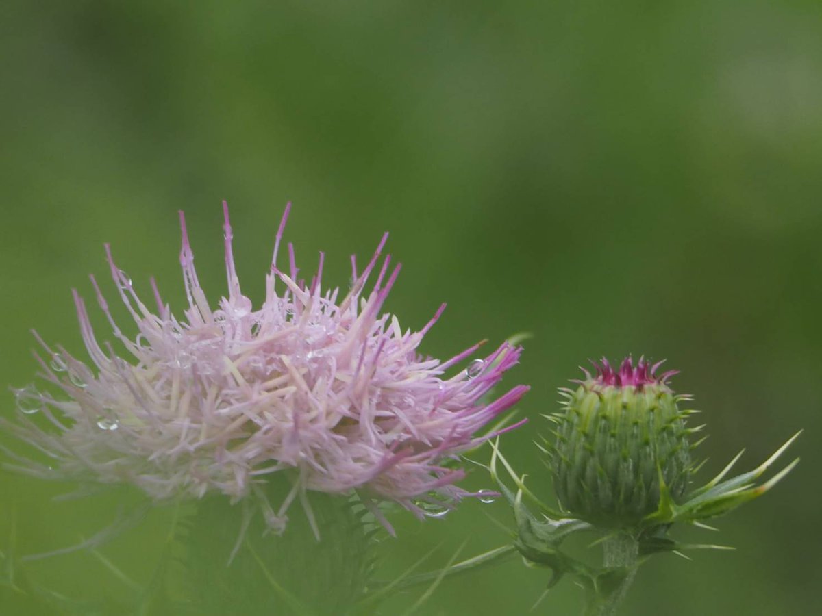 花凛𓂃 𓈒𓏸 ꕤ 花写真 アザミ 花言葉 独立 厳格 Tlを花でいっぱいにしよう ˊᗜˋ