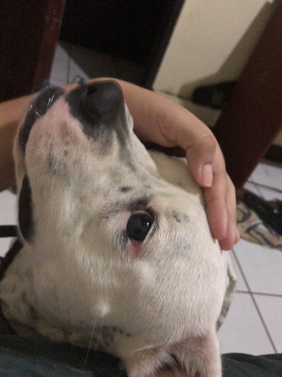 divinodesastre's tweet photo. Buenas noches, hoy duermo con papá y mamá porque esta lloviendo ❤️🐶 #Nuestrabebe #Perrija @GuillermoLpez5 https://t.co/k2a999mQlj