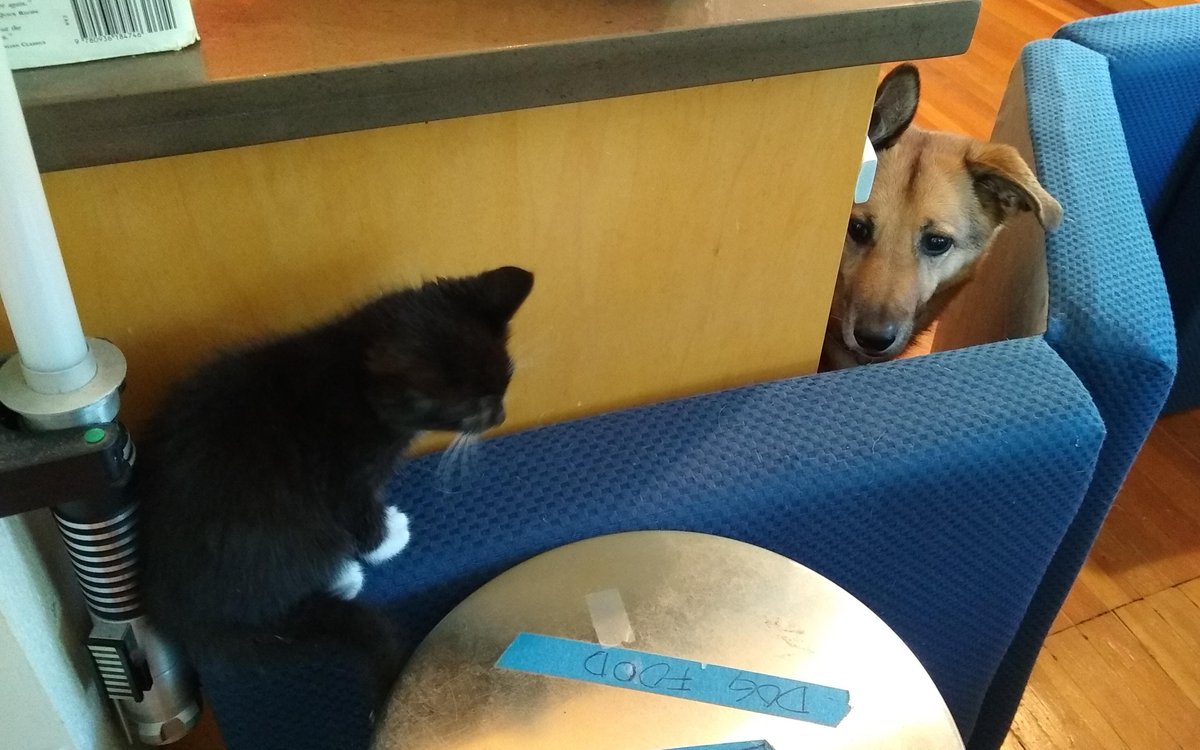 THORMICHAELSON's tweet photo. SHE IS RIGHT THERE. I JUST WANT TO SAY HELLO. AND MAYBE SMELL HER A LITTLE BIT. UGH. WHY IS THIS SO DIFFICULT? https://t.co/GPudbnpf3M