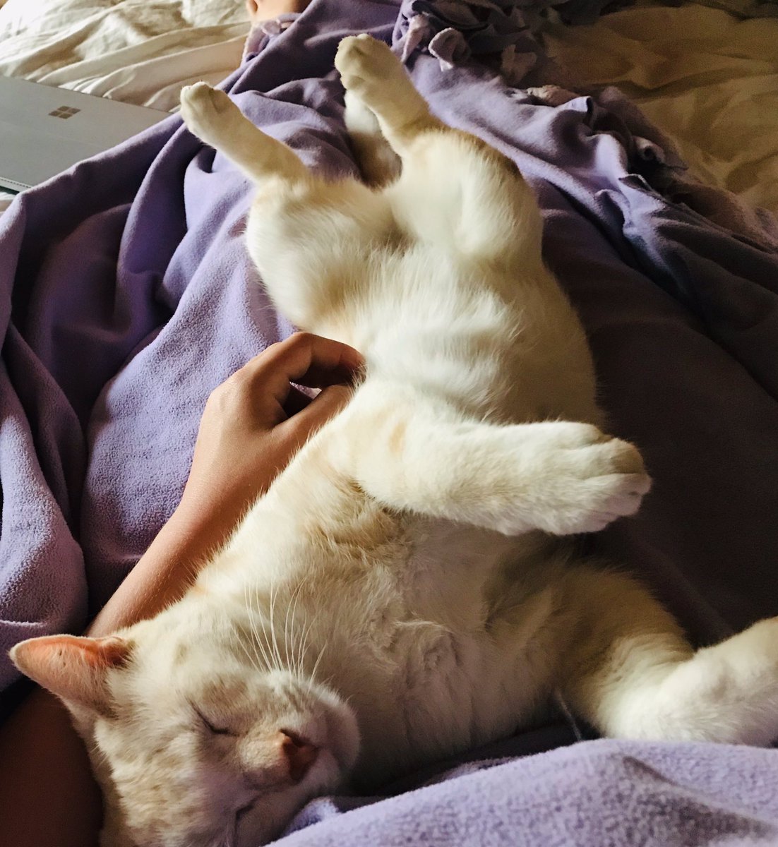 Monica_Farrow's tweet photo. #WednesdayVibes #PetsofQUT #Chinsu @QUTAlumni π https://t.co/nFWwvZNO4V